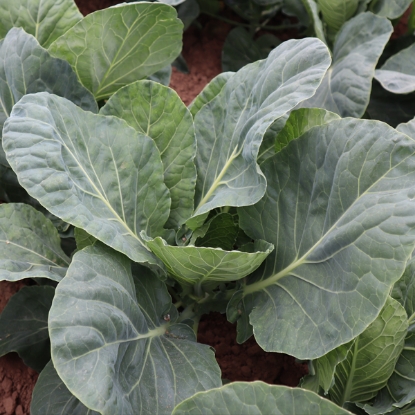 Picture of Cabbage Verve F1